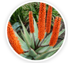 Cape Aloe