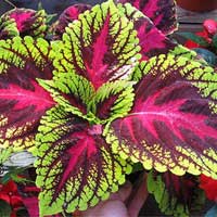 i-coleus